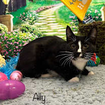 Thumbnail photo of Ally #2