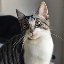 Thumbnail photo of Dory 86C24 #1
