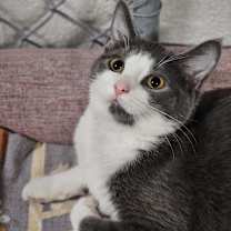 Thumbnail photo of Phoebe 100C24 #1