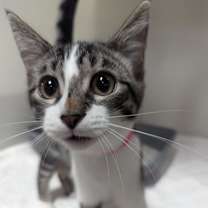 Thumbnail photo of Dory 86C24 #2
