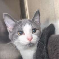 Thumbnail photo of Phoebe 100C24 #2