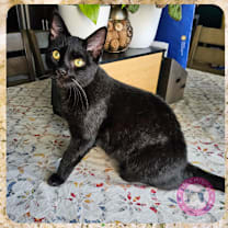 Thumbnail photo of Kai #1