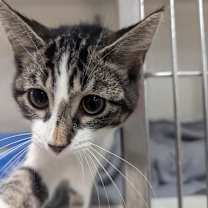 Thumbnail photo of Dory 86C24 #4