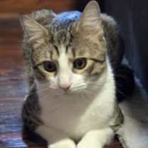 Thumbnail photo of Picatso #2