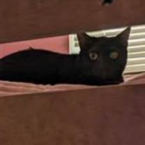 Thumbnail photo of Lilo #3