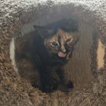 Thumbnail photo of Annabel Lee #3