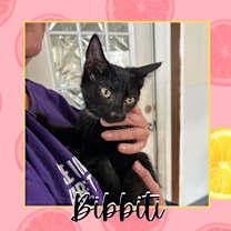Thumbnail photo of Bibbiti #2