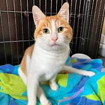 Thumbnail photo of Chloe (FIV+) (incontinent)  #1