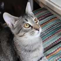 Thumbnail photo of Baylor #3