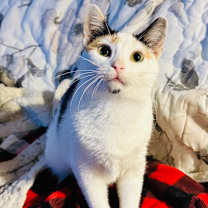 Thumbnail photo of Ladybug   #1