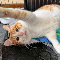 Thumbnail photo of Chloe (FIV+) (incontinent)  #4