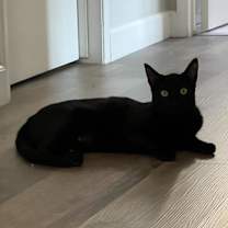 Thumbnail photo of Goat #2