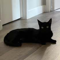 Thumbnail photo of Goat #3