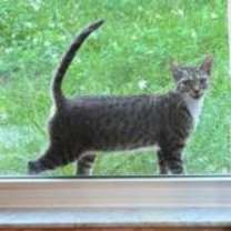 Thumbnail photo of Baby *Courtesy Post* #4