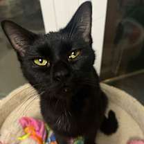 Thumbnail photo of Madame #1