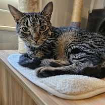 Thumbnail photo of Nova #1