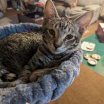 Thumbnail photo of Aries #1