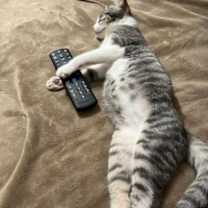 Thumbnail photo of Simon #4