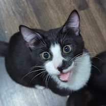 Thumbnail photo of Mario #1