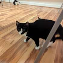 Thumbnail photo of Mario #2