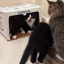 Thumbnail photo of Mario #3