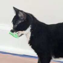 Thumbnail photo of Mario #4