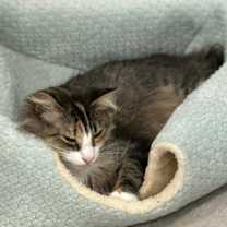 Thumbnail photo of Dovie #2