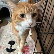 Thumbnail photo of Milo #1