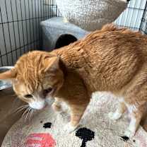 Thumbnail photo of Milo #2