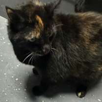 Thumbnail photo of Rosey #4