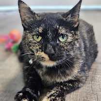 Thumbnail photo of Miss Kitty  #1