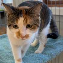 Thumbnail photo of Cally #2