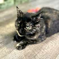 Thumbnail photo of Miss Kitty  #2