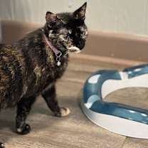 Thumbnail photo of Miss Kitty  #3