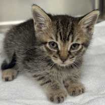 Thumbnail photo of Nugget #2