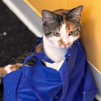 Thumbnail photo of Cally #4