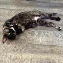 Thumbnail photo of Miss Kitty  #4