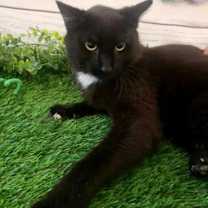adopt-pet