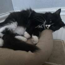 Thumbnail photo of Furgie (ADOPTED!) #1
