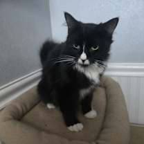 Thumbnail photo of Furgie (ADOPTED!) #2