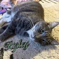 Thumbnail photo of Ripley #1