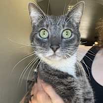Thumbnail photo of Ripley #2