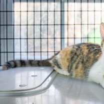 Thumbnail photo of Jasmine #2
