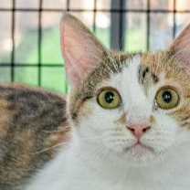 Thumbnail photo of Jasmine #3