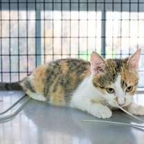 Thumbnail photo of Jasmine #4