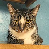 Thumbnail photo of Cheese #1