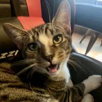 Thumbnail photo of Cheese #2