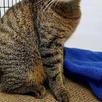 Thumbnail photo of Cinnamon #1