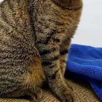 Thumbnail photo of Cinnamon #2