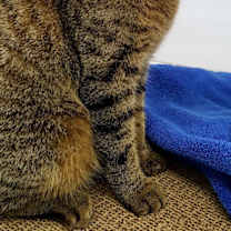 Thumbnail photo of Cinnamon #3